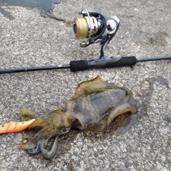 台風前にエギング